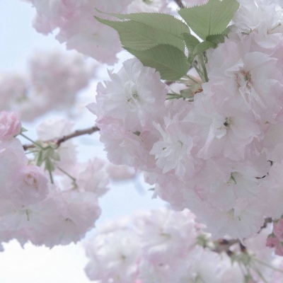 长寿福瑞交流群